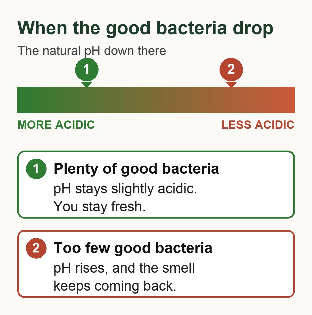 Diagram of pH from more acidic to less acidic: plenty of good bacteria keeps it slightly acidic, too few lets it rise